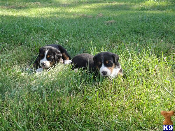 Puppies in MD